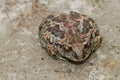 Common Spadefoot toad Pelobates fuscus on the field