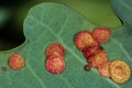 Common spangle gall (Neuroterus quercusbaccarum) on oak leaf Royalty Free Stock Photo