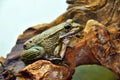 Spanish common frog