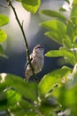 Common sparrow bird