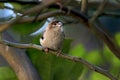 Common sparrow bird