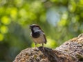 Common sparrow bird close up