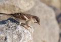 Common sparrow bird sitting on a stone