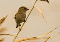 Spanish common sparrow