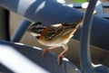 Common sparrow in chairs looking for food in Costa Rica during summer at resort hotel