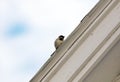 Common sparrow in house roof