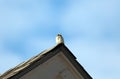 Common sparrow in house roof