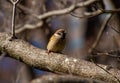 A common sparrow sits on a branch