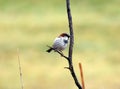 Common sparrow in tree branch