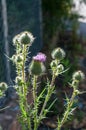 A common or spear thistle with prickly stem Royalty Free Stock Photo