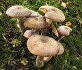 A common species of mushrooms growing in green grass outdoors on a lawn in nature. A bunch or group of invasive fungi