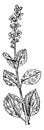 Common Speedwell vintage illustration