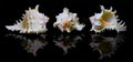 Composite images of colorful spider conch shells with reflections on dark background