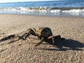 Common Spider Crab during Sunrise in Summer at Coney Island in Brooklyn, New York, NY. Royalty Free Stock Photo