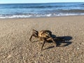 Common Spider Crab during Sunrise in Summer at Coney Island in Brooklyn, New York, NY. Royalty Free Stock Photo