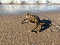 Common Spider Crab during Sunrise in Summer at Coney Island in Brooklyn, New York, NY. Royalty Free Stock Photo