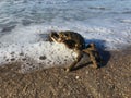 Common Spider Crab during Sunrise in Summer at Coney Island in Brooklyn, New York, NY. Royalty Free Stock Photo