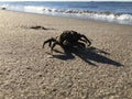 Common Spider Crab during Sunrise in Summer at Coney Island in Brooklyn, New York, NY. Royalty Free Stock Photo