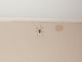 common spider inside house on white wall ceiling