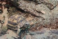 Common spider tortoise Royalty Free Stock Photo