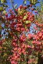 Colorful common spindle bush