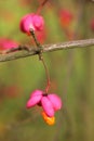 Common spindle fruit in autumn