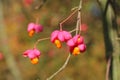 Common spindle fruit in autumn