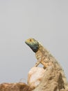 Common Spiny Agama, Agama hispida