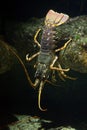 Common spiny lobster Palinurus elephas.