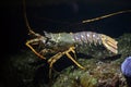 Common spiny lobster Palinurus elephas.