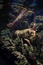 Common spiny lobster (Palinurus elephas).