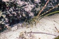 Common Spiny Lobster Palinurus elephas Mediterranean Lobster