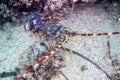 Common Spiny Lobster Palinurus elephas Mediterranean Lobster