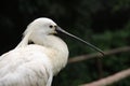 Common spoolbill Royalty Free Stock Photo