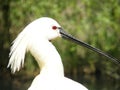 Common Spoonbill 2 Royalty Free Stock Photo