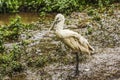 Common Spoonbill Royalty Free Stock Photo