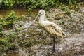 Common Spoonbill