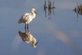 Common Spoonbill Royalty Free Stock Photo