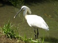 Common Spoonbill 3 Royalty Free Stock Photo