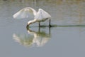 Common Spoonbill in action Royalty Free Stock Photo