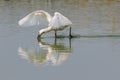 Common Spoonbill in action