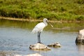 Common spoonbill