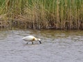 Common spoonbill