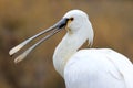 Common spoonbill Royalty Free Stock Photo
