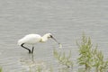 Common Spoonbill with fish - Platalea leucorodia Royalty Free Stock Photo