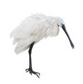 Common spoonbill isolated on white