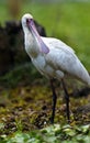 Common Spoonbill Royalty Free Stock Photo