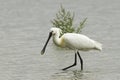 Common Spoonbill looking for food - Platalea leucorodia