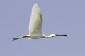 Common Spoonbill - Platalea leucorodia Royalty Free Stock Photo