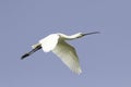 Common Spoonbill - Platalea leucorodia